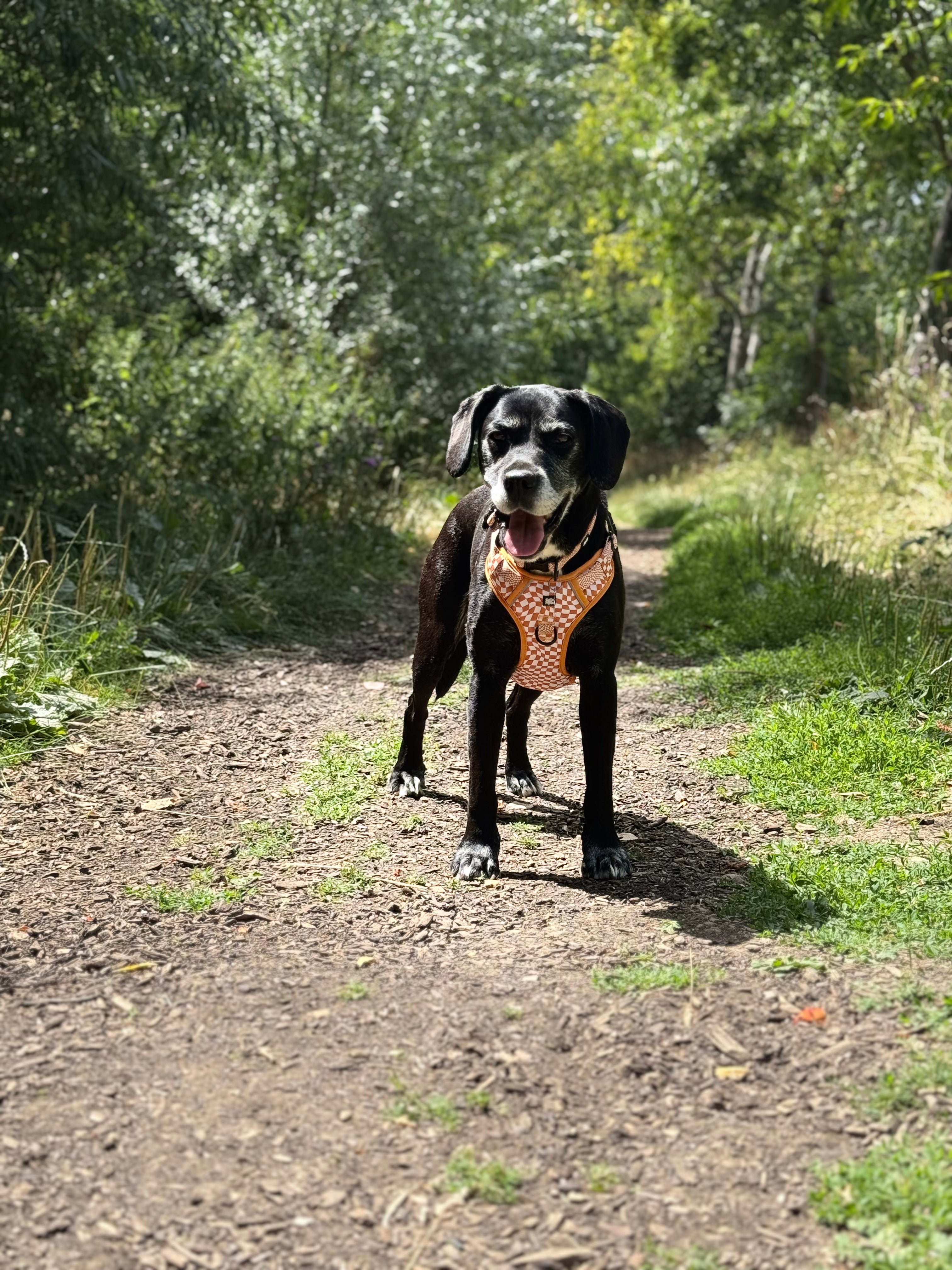 Basic Bitch Harness