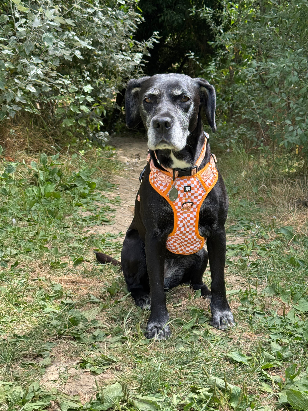 Basic Bitch Harness Set