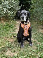 Basic Bitch Harness Set