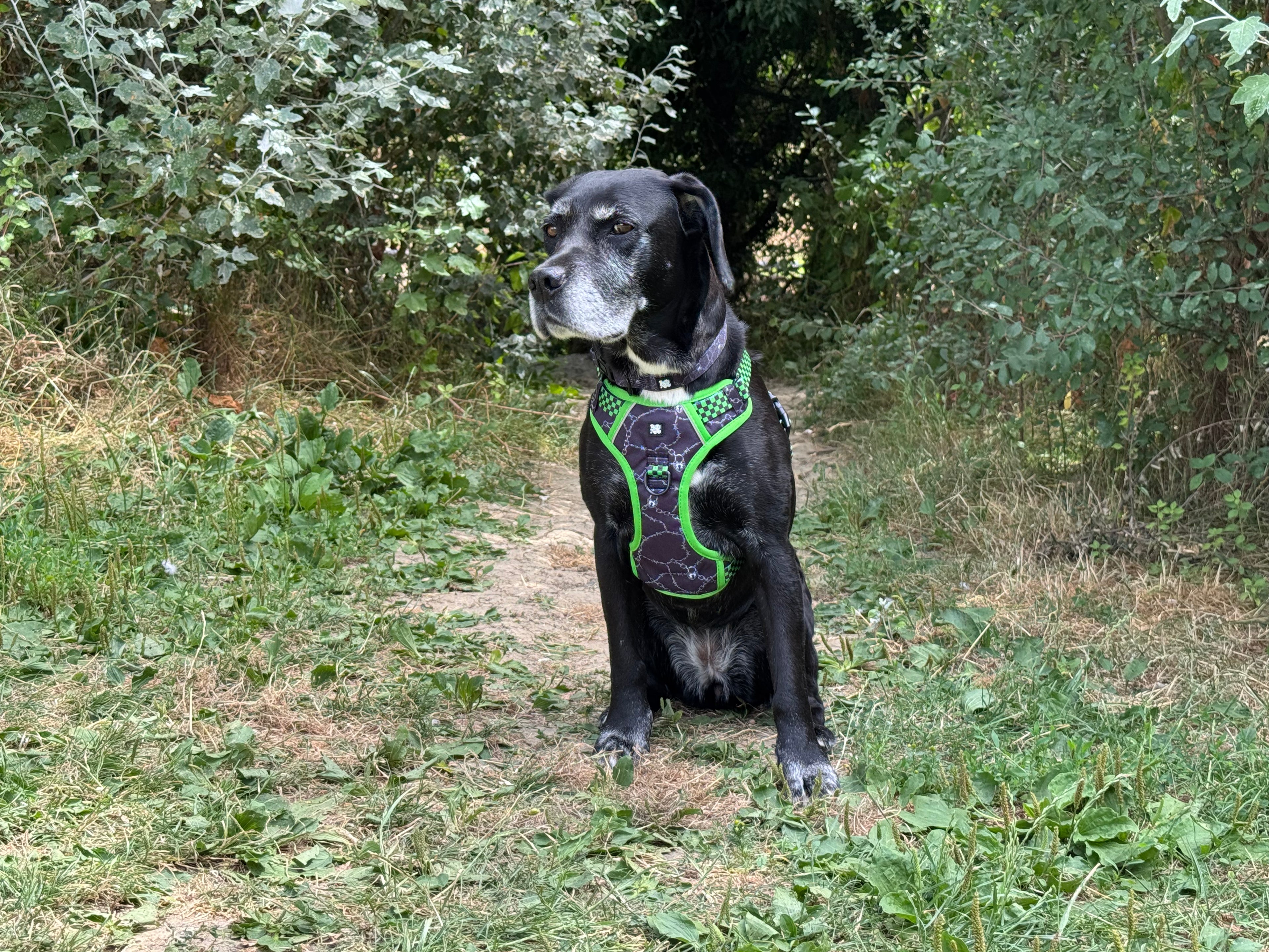 Neon Lockdown Harness