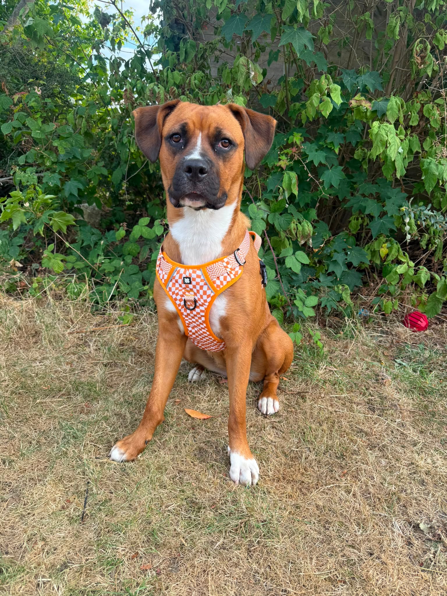 Basic Bitch Harness Set